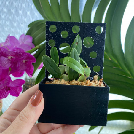 Pot Kay Orchid - PlaquePerfekt Pot