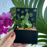 Pot Kay Orchid - PlaquePerfekt Pot