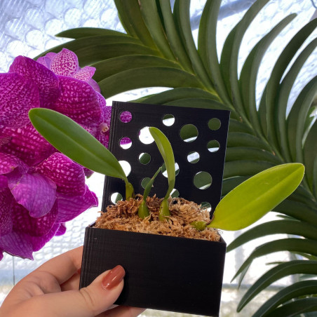 Pot Kay Orchid - PlaquePerfekt Pot