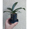 Pot by Corentin avec soucoupe intégrée