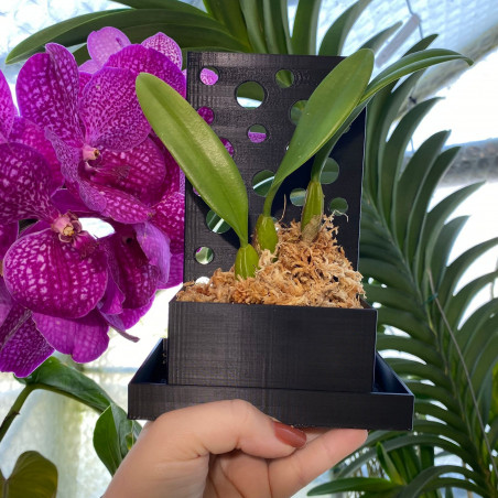 Pot Kay Orchid - PlaquePerfekt Pot - avec soucoupe L13xl8 / H 18