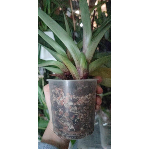 Mélange Subtrat pour paphiopedilum - sabot de vénus