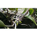 Osiryl Professional Root Growth Stimulator
