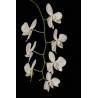 Phalaenopsis amabilis
