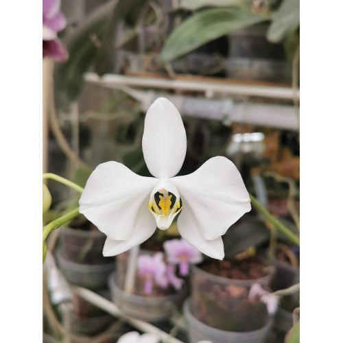 Phalaenopsis amabilis