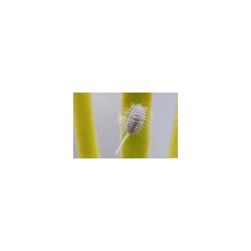 Control against mealybugs - for 50 liters