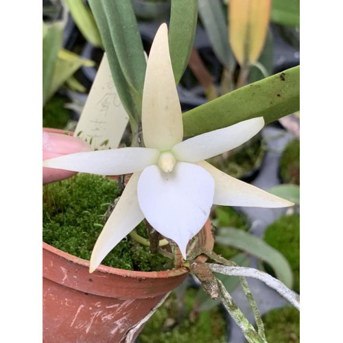 angraecum elephantinum