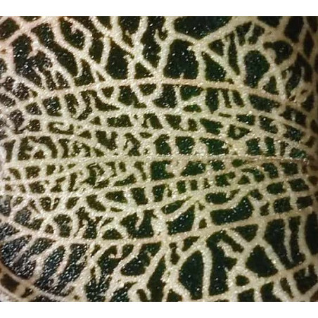 anoectochilus roxburghii