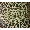 anoectochilus roxburghii