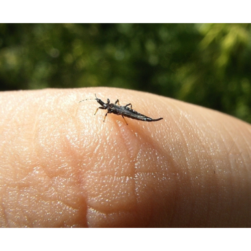 Blue Sticky Trap for Thrips Control