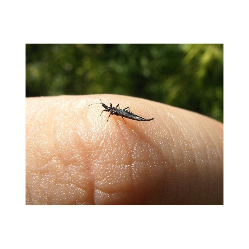 Blue Sticky Trap for Thrips Control