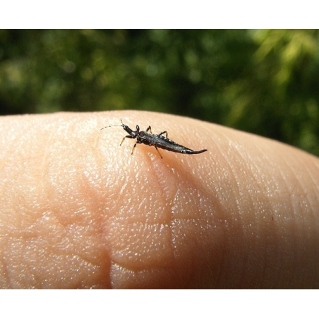 Blue Sticky Trap for Thrips Control