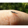 Blue Sticky Trap for Thrips Control