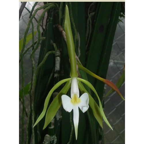 epidendrum parkinsonianum