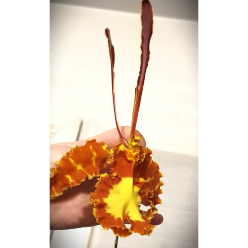 Psychopsis Mariposa