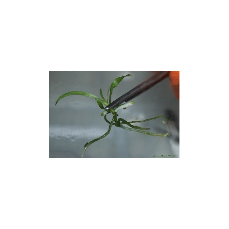 Cours individuel Culture in vitro à distance 1h