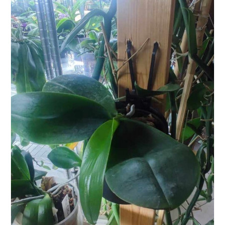 Pot Kay Orchid -  VertiEspace