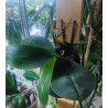 Kay Orchid pot  -  VertiEspace