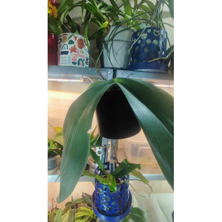 Pot Kay Orchid -  VertiEspace