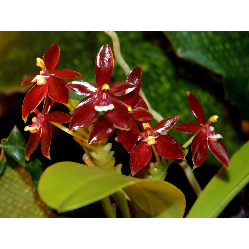 Cours individuel Culture des Orchidées à distance 30 mn