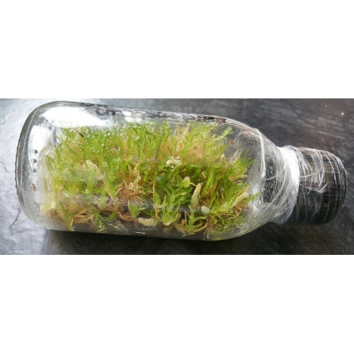Kit de semis In vitro Orchidée pour bien commencer