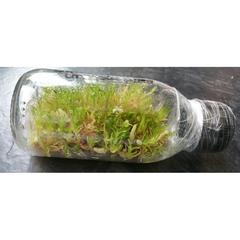 Kit de semis In vitro Orchidée pour bien commencer
