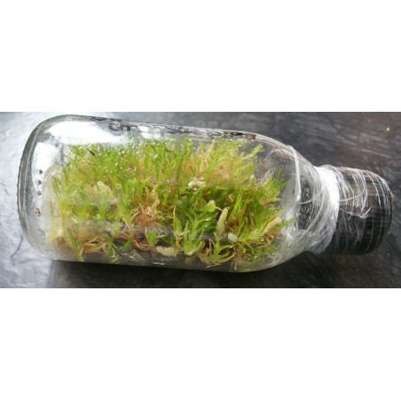 Kit de semis In vitro Orchidée pour bien commencer