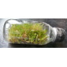 Sowing kit In Vitro Culture of Orchids to start