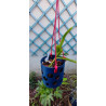 Pot Mini Vanda - by Kay Orchid