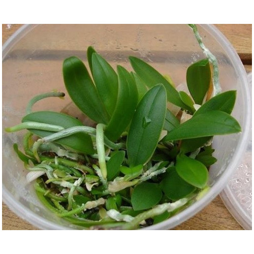 Kit de repiquage In vitro Orchidée