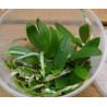 Kit de repiquage In vitro Orchidée