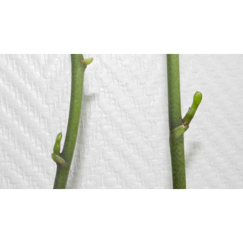Kit clonage In vitro Orchidée
