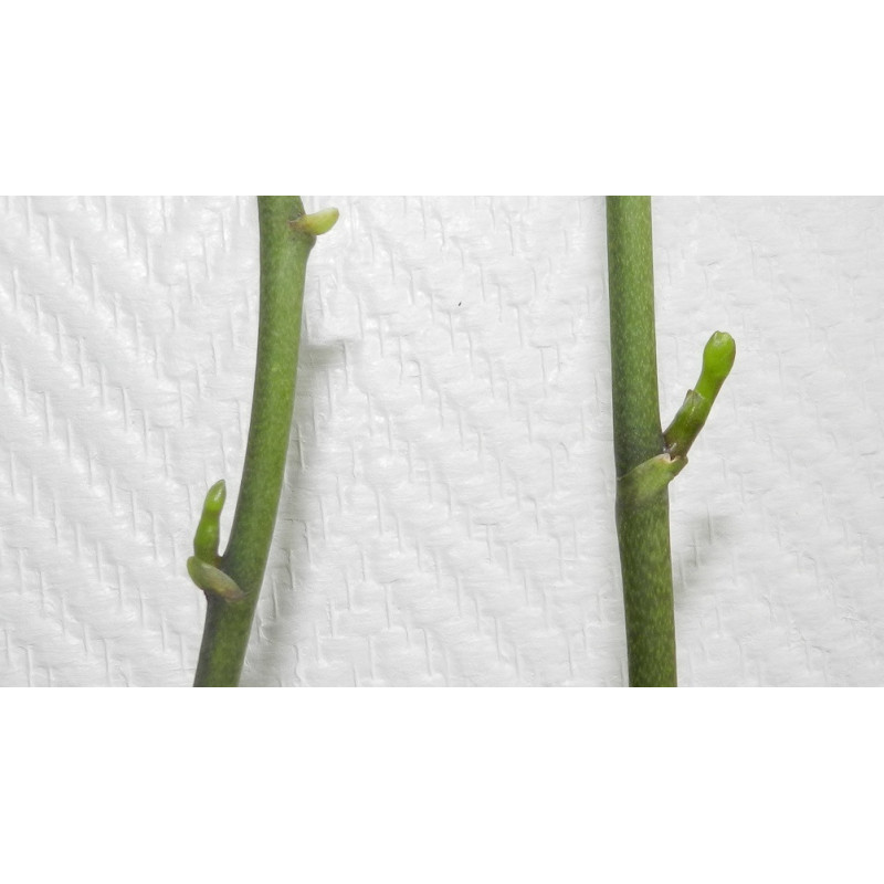 Kit clonage In vitro Orchidée