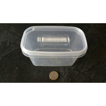 Micropropagation Box 540ml - sowing and replate