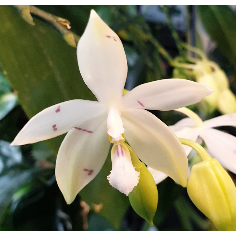 Phalaenopsis tetraspis