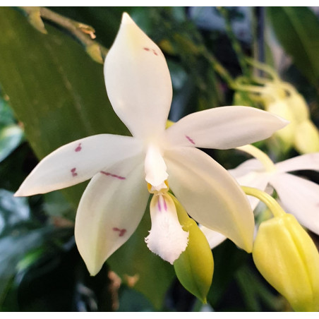 Phalaenopsis tetraspis