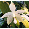 Phalaenopsis tetraspis
