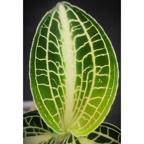 anoectochilus siamensis - orchidée bijoux