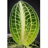 anoectochilus siamensis - jewel orchid