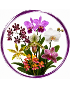 Orchidées hybrides