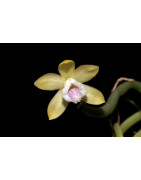 Vanilla Orchid
