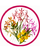 In flowers or spike