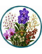 Orchidées parfumées