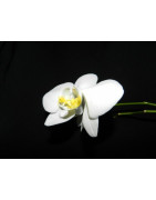 Phalaenopsis orchid