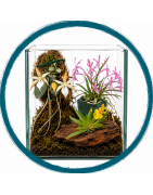 Miniature orchids