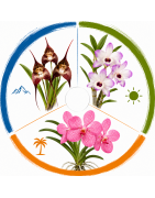 Orchids by Climates