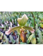 L'orchidée Paphiopedilum