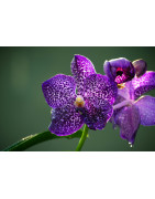 Vanda orchid