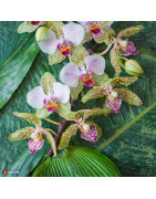 Les autres orchidées