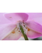 Lutte acariens, thrips et cochenilles